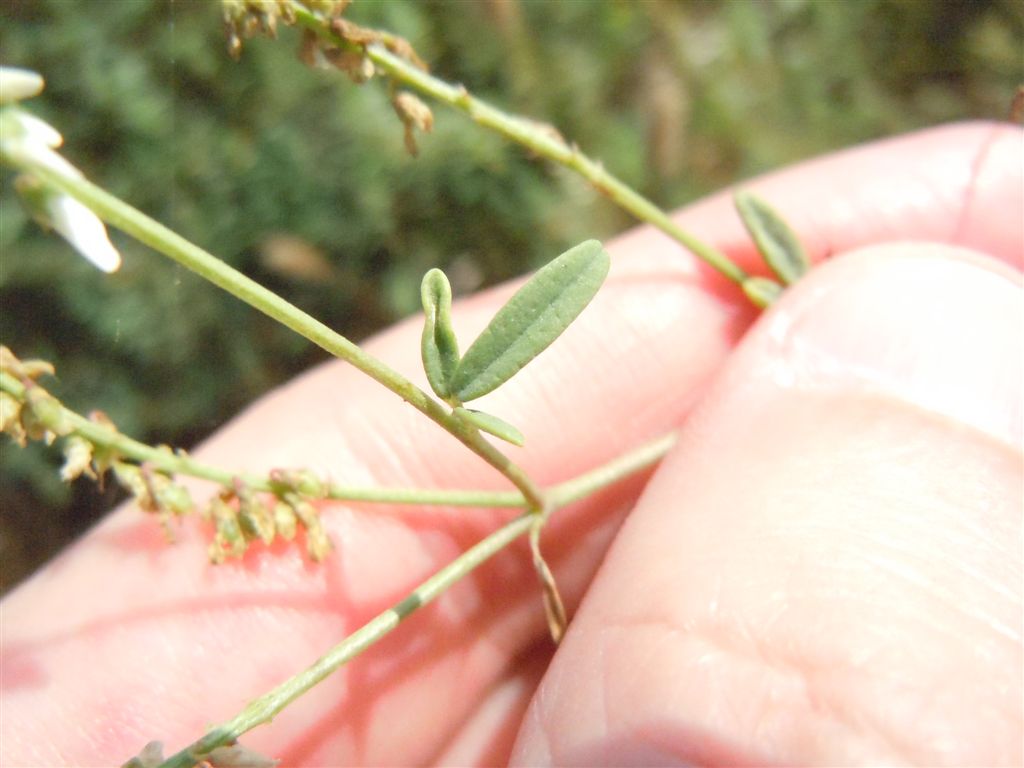 Trigonella alba (=Melilotus albus)